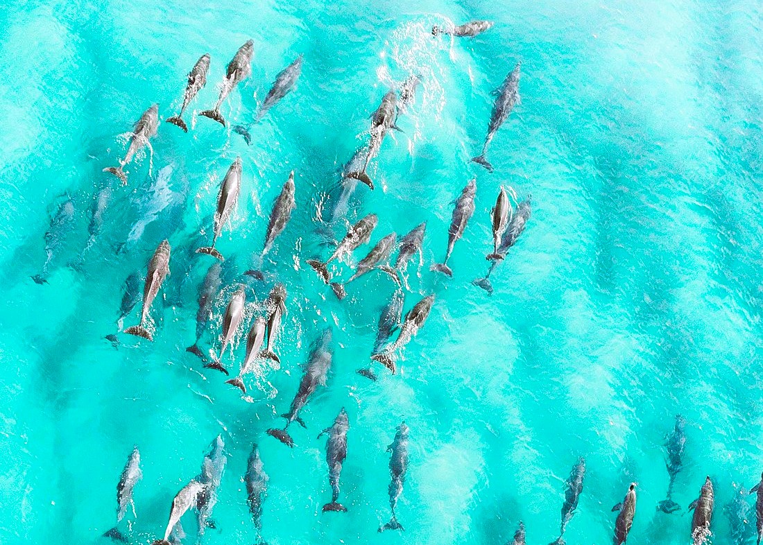 Kizimkazi Dolphin Tour