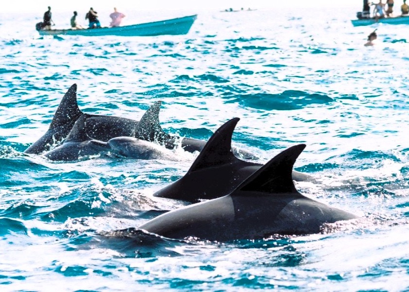 Kizimkazi Dolphin Tour