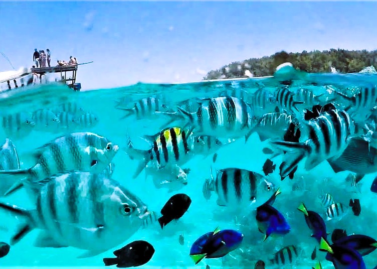 Mnemba Snorkeling Tour - Snorkeling Adventure